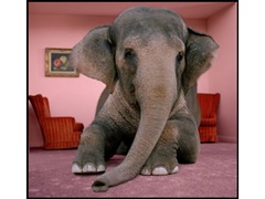 elephant-room1